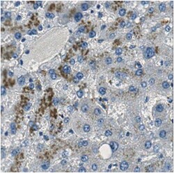 MilliporeSigma Mouse anti-PERK, Clone: 4F6.1, 100&mu;g:Antibodies, Monoclonal
